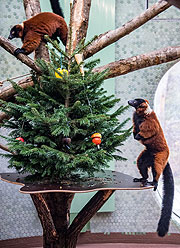 Weihnachtsfreude 2020: Roter Vari in Hellabrunn ©Fotos: Tierpark Hellabrunn / Marc Müller